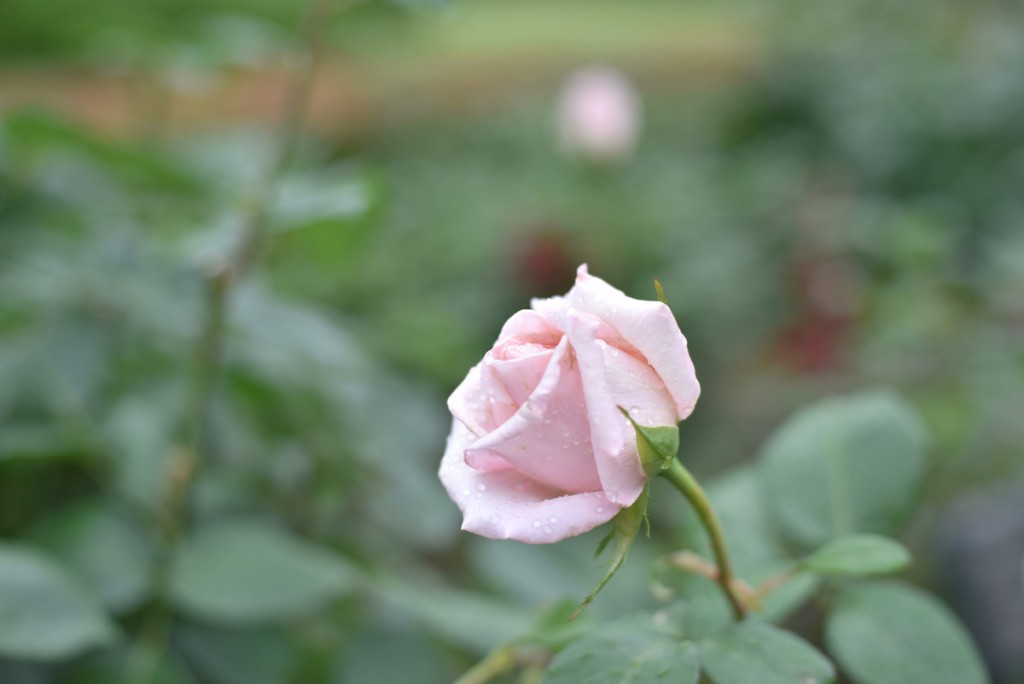 ニコンAI AF Nikkor 50mm f/1.4D(7)