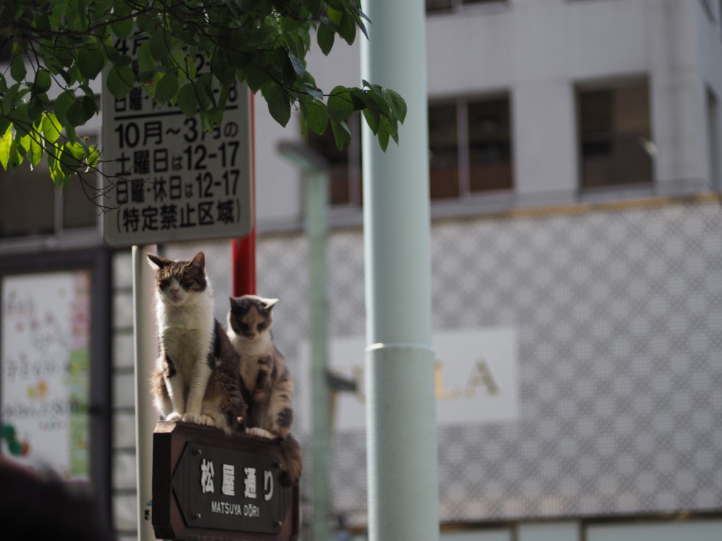 LEICA R -> M4/3 Size(1)
