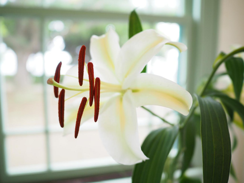 ライカ DGズミルックス15mm/F1.7 ASPH.
