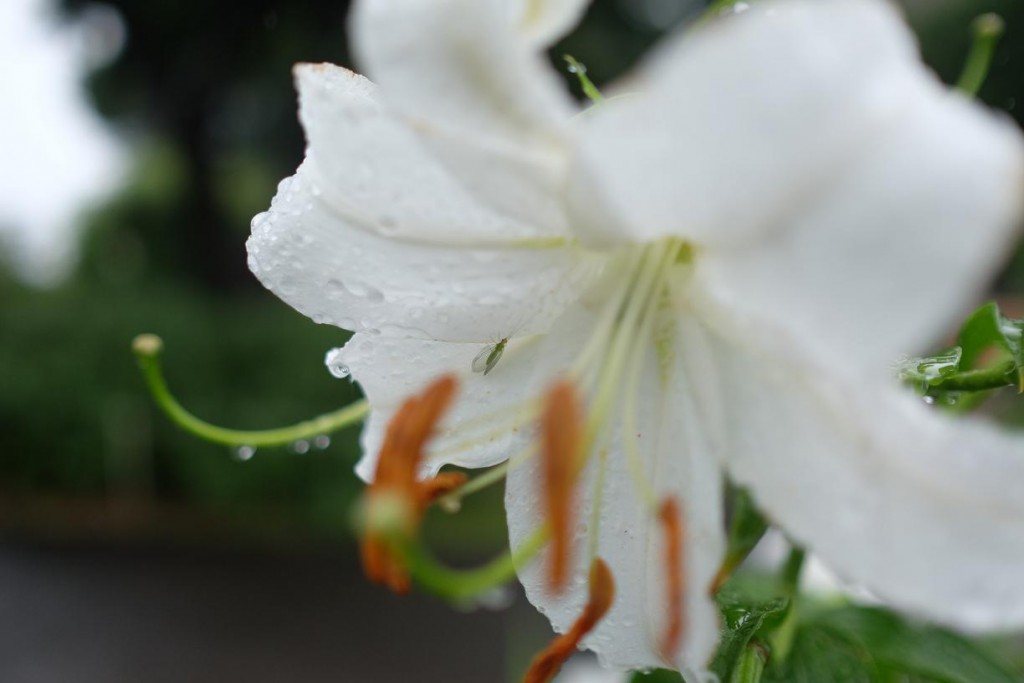 XF23mmF1.4R