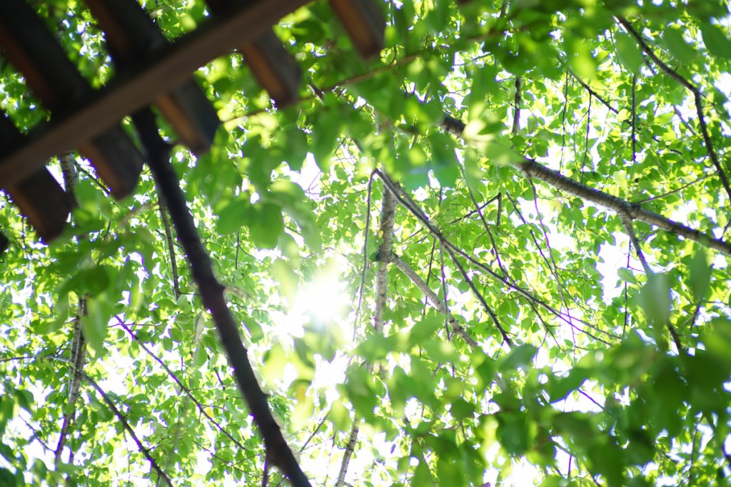 Zeiss C ゾナー T*1.5/50 ZM(4)