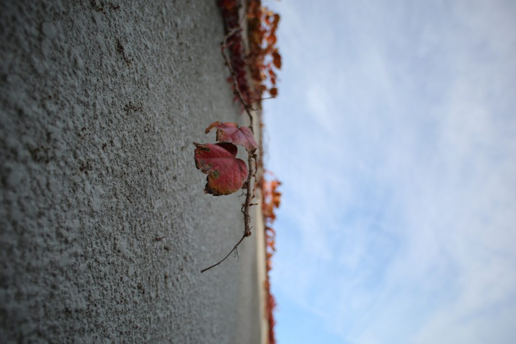 Zeiss Distagon T* 3.5/18(11)