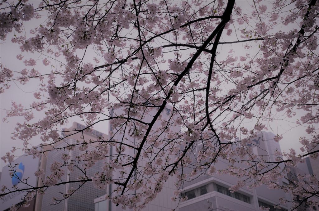 SONY NEX-6L(1)