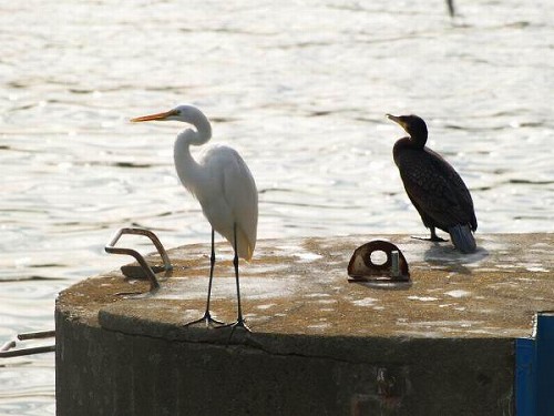 heron