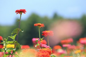 IMG_0596