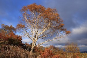 IMG_0698