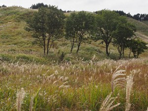 PA050629