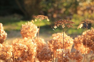 IMG_1613