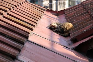 IMG_0796