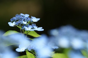IMG_1248