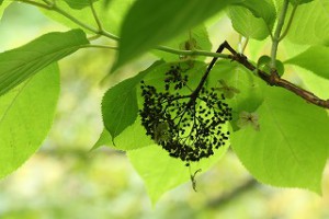 IMG_1263