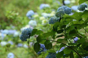 IMG_1266