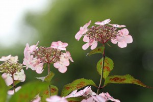 IMG_1271