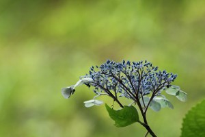 IMG_1275