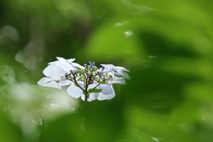 IMG_1297
