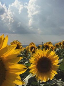 IMG_0010