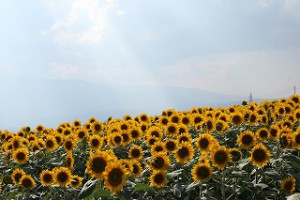 IMG_2097