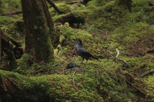 img_2161a