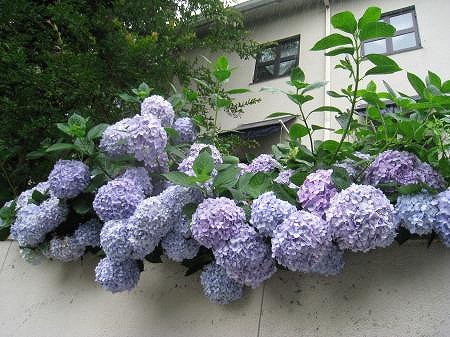 IMG_0396_convert_20120625113120.jpg