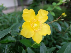 XQ1iso100