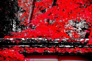 「鮮やか」＋「ソリッドモノカラー」