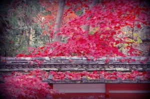 「ほのか」＋「トイカメラ」