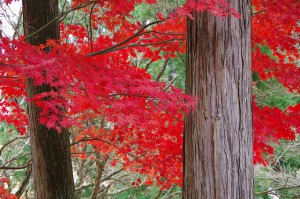紅色がまぶしい！