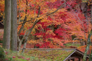 紅葉が引き立ちます！