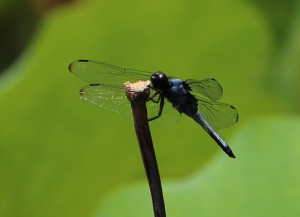 IMG_0445 trim