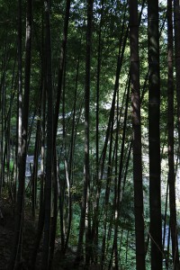 IMG_0682
