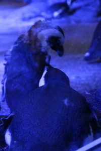 IMG_1086RE