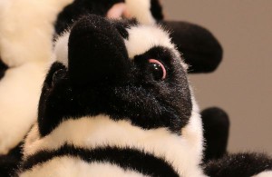 IMG_1237-2