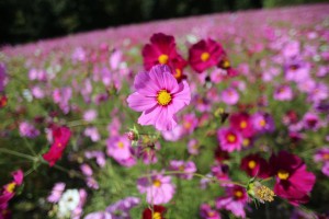 IMG_0143