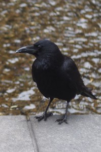 P3080009
