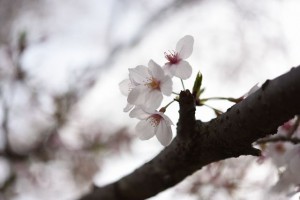 DSC_0478_00040