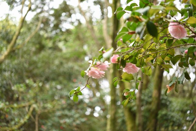 DSC_0503_00065