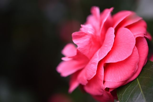 DSC_0545_00107