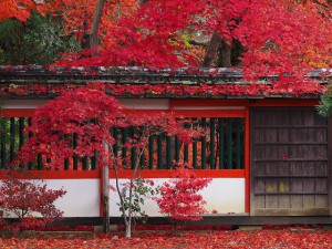 紅葉と何かを併せて撮影