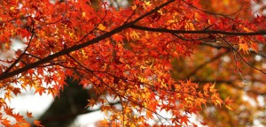 紅葉のグラデーション