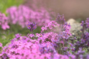 IMG_5794b