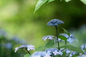 IMG_5968b