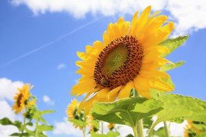 IMG_0425m