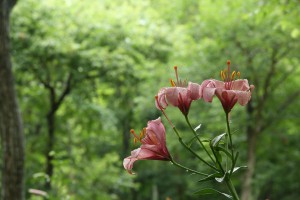 IMG_6167