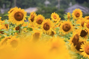 IMG_1872