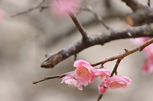 IMG_0005