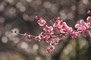 IMG_0026