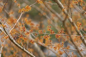 IMG_0032