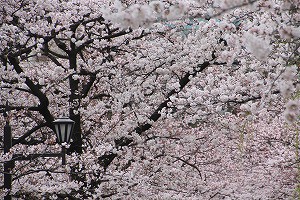 IMG_3736