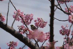 IMG_3766_1