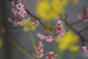 IMG_3794_1
